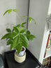 萌肉居發(fā)財(cái)樹(shù)盆栽招財(cái)花卉綠植常綠桌面植物三桿發(fā)財(cái)樹(shù)+早安盆源頭直發(fā) 曬單實(shí)拍圖