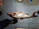 BKUMAN小胖子浮水遠投米諾短舌噪音響珠路亞餌淡水翹嘴鱸魚羅非通殺魚餌 4g【5只混裝】顏色可備注 曬單實拍圖