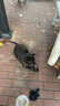 尚寶 狗糧20斤成犬幼犬金毛邊牧柯基柴犬法斗大型犬六拼凍干狗糧 曬單實拍圖