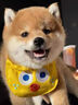 祥記萌奇純種柴犬幼犬活體秋田犬赤柴豆柴幼犬寵物狗狗活體雙血統(tǒng)小中型犬 賽級 曬單實拍圖