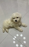比熊幼犬純種比熊韓系比熊小體長(zhǎng)不大茶杯犬飛耳比熊小型犬活體狗 寵物級(jí) 曬單實(shí)拍圖