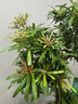 潮裕盆景迎客松羅漢松盆景客廳陽臺造型綠植物造型高端盆景居家擺放好養(yǎng)護 羅漢松盆景16 曬單實拍圖