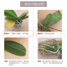 【蝴蝶蘭盆栽帶盆】帶花帶花苞室內(nèi)花卉高端綠植年貨喜慶植物花卉 黃色系3劍蝴蝶蘭【品種隨機】北歐盆 曬單實拍圖