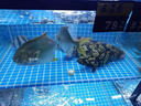 海鮮池商用超市飯店魚池一層海鮮魚缸大閘蟹螃蟹龍蝦貝殼類海鮮缸 1.5x0.8x1.0m 旗艦款水冷可制冷制熱設備2.0P(8-28度) 曬單實拍圖