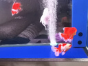 吉印刀鋒Xpro增艷魚缸燈led燈防水三基色紅龍鸚鵡魚錦鯉發(fā)色燈36cm 曬單實(shí)拍圖