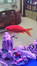 黃金龍鳳錦鯉白金烏金錦鯉大型觀賞魚好養(yǎng)耐活淡水金魚活魚草金魚 【12-14cm】紅金龍鳳錦鯽 3條 曬單實(shí)拍圖