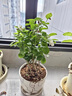 雅致茉莉花盆栽綠植土培植物室內桌面帶花苞30cm6-8棵吸水盆源頭直發(fā) 曬單實(shí)拍圖