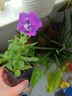 逸棵重瓣矮牽?；缗柙运募痉N陽(yáng)臺庭院牽?；p瀑布淡紫花卉 二重唱淡紫 小苗1株 曬單實(shí)拍圖