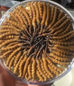 藏汐堂冬蟲(chóng)夏草 高海拔新干蟲(chóng)草禮盒裝干貨冬蟲(chóng)草頭期 3根/克 15克 共45根【日常滋補(bǔ)】 曬單實(shí)拍圖