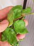 爬藤植物藤本月季花苗四季花卉濃香型玫瑰盆栽庭院陽臺薔薇花苗 粉色龍沙寶石 帶土發(fā)貨 150-180厘米高 曬單實拍圖