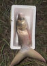 霸王捆爆炸網(wǎng)捕魚網(wǎng)神器釣魚抓魚全套撒網(wǎng)白條粘魚網(wǎng)絲網(wǎng)手拋網(wǎng) 5/7/9目＋配件(釣2兩至3斤) 曬單實(shí)拍圖