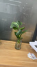 種花迷水培天堂鳥(niǎo)盆栽花卉植物室內客廳綠植面鶴望蘭吸甲醛四季好養活 精品水培天堂鳥(niǎo)40-50厘米3棵 曬單實(shí)拍圖