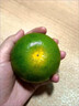 閩域?qū)r云南蜜桔【現(xiàn)貨速發(fā)】青皮蜜橘子酸甜口感特早熟桔子當(dāng)季新鮮水果 凈4.5-5斤嚴(yán)選55MM+【多汁酸甜】 曬單實(shí)拍圖