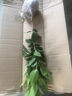 茶花苗山茶花樹(shù)苗香妃五色赤丹紅赤丹盆栽濃香型庭院陽(yáng)臺(tái)綠植花卉 香妃茶花4年苗【當(dāng)年開(kāi)花】 曬單實(shí)拍圖