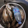 民間藝人魚(yú)漂醒目豆DIY浮漂加粗頭醒目釣魚(yú)浮漂配件 扁平加粗頭黃色【20枚】 小號(hào)【孔徑0.8】 曬單實(shí)拍圖