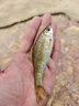 一味迷你魚護野釣專用方形速干漁護新款小魚護網(wǎng)便攜小型鯽魚涂膠方口 23cm 1.5m 標配-僅魚護無包 曬單實拍圖