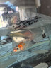 錦鯉魚活體觀賞魚活魚小型易養(yǎng)冷水淡水魚小魚苗錦鯉金魚好看錦鯉 10-12cm 六色錦鯉套餐6條 曬單實(shí)拍圖