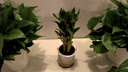 綠有意步步高觀音竹富貴荷花竹水養(yǎng)土培盆栽室內(nèi)桌擺植物吸甲醛水培植物 荷花竹5支【早安盆】 含盆 曬單實(shí)拍圖
