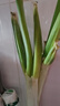 【綠色認(rèn)證】茴香300g 曬單實(shí)拍圖