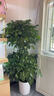 植男植女雙層幸福樹造型綠寶盆栽客廳室內(nèi)大型綠植辦公室喬遷新居源頭直發(fā) 曬單實拍圖