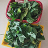 桑葉新鮮蠶寶寶套裝飼料口糧大蠶桑葉現(xiàn)摘營養(yǎng)葉大桑葉春蠶葉包郵 新鮮桑葉500克 曬單實(shí)拍圖