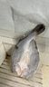 鮮京采三去海鱸魚3斤/3條 生鮮魚類 白蕉鱸魚地標(biāo) 無冰凈重3斤 源頭直發(fā) 曬單實(shí)拍圖