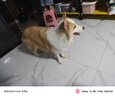 麥富迪 狗糧 藻趣兒通用全價犬糧小中大型犬泰迪柯基金毛拉布拉多 【熱銷】成犬糧40斤裝 曬單實拍圖