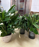 【熱銷款】白掌一帆風(fēng)順盆栽水培植物室內(nèi)花綠植紅掌發(fā)財樹吸甲醛 特級白掌帶花+繁星自吸盆 曬單實拍圖