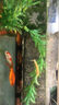 冷水清道夫黃金鰍金龍清潔工具魚無需打氧好養(yǎng)耐活觀賞魚 黃金泥鰍2條+1條備損4-6cm 曬單實拍圖