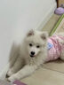 JOQO全價鮮肉犬糧美靚麗毛發(fā)輕淚痕成幼通用犬糧保護(hù)腸胃joqo狗糧 1.5kg【嘗鮮裝 】 曬單實(shí)拍圖
