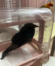 黑尾卷鳥(niǎo)食開(kāi)口鳥(niǎo)飼料灰燕伯勞提性壯膘靚羽幼鳥(niǎo)高歌混合營(yíng)養(yǎng)鳥(niǎo)糧 一小罐【365ml】體驗(yàn)裝 曬單實(shí)拍圖