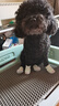 DJJ狗鞋F(xiàn)OKWOW狗狗鞋子小型犬軟底防滑防掉寵物鞋泰迪四季狗狗雨鞋 米幫網(wǎng)鞋【淡藍(lán) 2只裝】 40#【+鞋墊6-9斤內(nèi)】 曬單實拍圖
