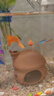 魚(yú)如云各種精品孔雀魚(yú)純種孕母臨產(chǎn)大肚母魚(yú)帶孕下仔下崽狂魔小型熱帶魚(yú) 鴻運當頭 1公2孕母 曬單實(shí)拍圖