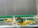 YEE水族增氧氣泵氣泡石氣條魚(yú)缸氣泡條氣泡石造景氣簾裝飾納米氣盤(pán)石 53cm長(cháng)氣泡條+管件 曬單實(shí)拍圖