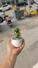 八芽鐵海棠盆栽花卉室內(nèi)盆景綠植四季開花虎刺梅辦公陽臺(tái)花卉植物擺件 紅花鐵海棠-陶瓷白盆-鋪面石 帶盆栽好 曬單實(shí)拍圖