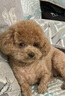 狗狗脂肪瘤恒草芬素消身上長疙瘩寵物脂肪瘤鼓包身上凸起消腫專用 一盒裝 曬單實(shí)拍圖