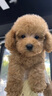 伊寵泰迪幼犬純種活體寵物狗狗活物幼崽貴賓犬小型犬 寵物級(jí) 公 曬單實(shí)拍圖