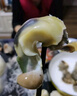 海螺鮮活特大新鮮海捕響螺帶黃貝類(lèi)生鮮海鮮水產(chǎn)批發(fā)3斤5斤裝順豐 中號(hào)2斤裝（約8-10個(gè)/斤） 曬單實(shí)拍圖