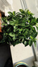 帶花苞濃香型梔子花室內(nèi)綠植盆栽四季開(kāi)花桌面花卉凈化空氣好養(yǎng)活 大盆梔子花+原盆原土+帶花苞+肥料 曬單實(shí)拍圖