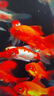 百綸木千草金魚觀賞魚冷水魚不加溫新手好養(yǎng)純種鳳尾大紅草魚苗 12-14cm長(zhǎng)尾紅金10條 送魚糧 曬單實(shí)拍圖