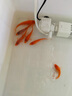 彌翠園興國紅鯉魚苗淡水養(yǎng)殖食用耐活冷水活體鯉魚苗觀賞魚大紅錦鯉魚苗 紅鯉魚8-10厘米5條送10%防損 曬單實拍圖