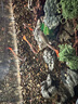 畫法幾何 小米米家智能魚缸濾芯 物理濾芯*1+生化濾芯*1 曬單實拍圖