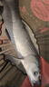 鱘王二代大物竿碳素巨物竿青鱘釣魚竿黑坑12H超硬青魚竿釣魚桿 鱘王二代7.2米 19調(diào) 曬單實(shí)拍圖