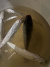 溪流小物線組小魚克星釣鳑鲏石斑白條專用秋田狐釣組成品綁好魚鉤 0.6號(hào) 盒裝2.4米2組+送漂1只+5付鉤 曬單實(shí)拍圖