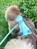 MIKI PAD狗狗牽引繩胸背寵物狗背帶背心式可提胸背帶大中型犬專用牽狗繩 霧森綠 L/XL 適用胸圍 81-107cm 曬單實拍圖