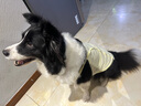 MIKI PAD大狗狗涼涼衣夏天防曬涼感衣服金毛邊牧中大型犬寵物薄款透氣背心 夏日黃【升級款】涼感防曬 5XL胸圍80cm（參考體重45-55斤） 曬單實(shí)拍圖
