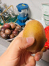 佳沛（zespri）新西蘭  陽光金奇異果10粒禮盒巨大果單果約144-175g 水果 獼猴桃 曬單實拍圖