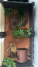 其鱗爬寵烏龜純天然紅土黃緣飼養(yǎng)墊材用品龜缸造景紅泥紅砂無菌土 【天然紅土5斤】 曬單實(shí)拍圖