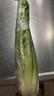 【順豐】有機水果西芹 云南高原榨汁出汁率高 新鮮無農(nóng)殘有機 5斤 曬單實拍圖