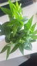 八芽盆栽發(fā)財(cái)樹植物室內(nèi)禪意招財(cái)樹盆景辦公室桌面綠植源頭直發(fā)包郵 五福發(fā)財(cái)樹-雪梨盆-紫砂托盤 含盆 曬單實(shí)拍圖